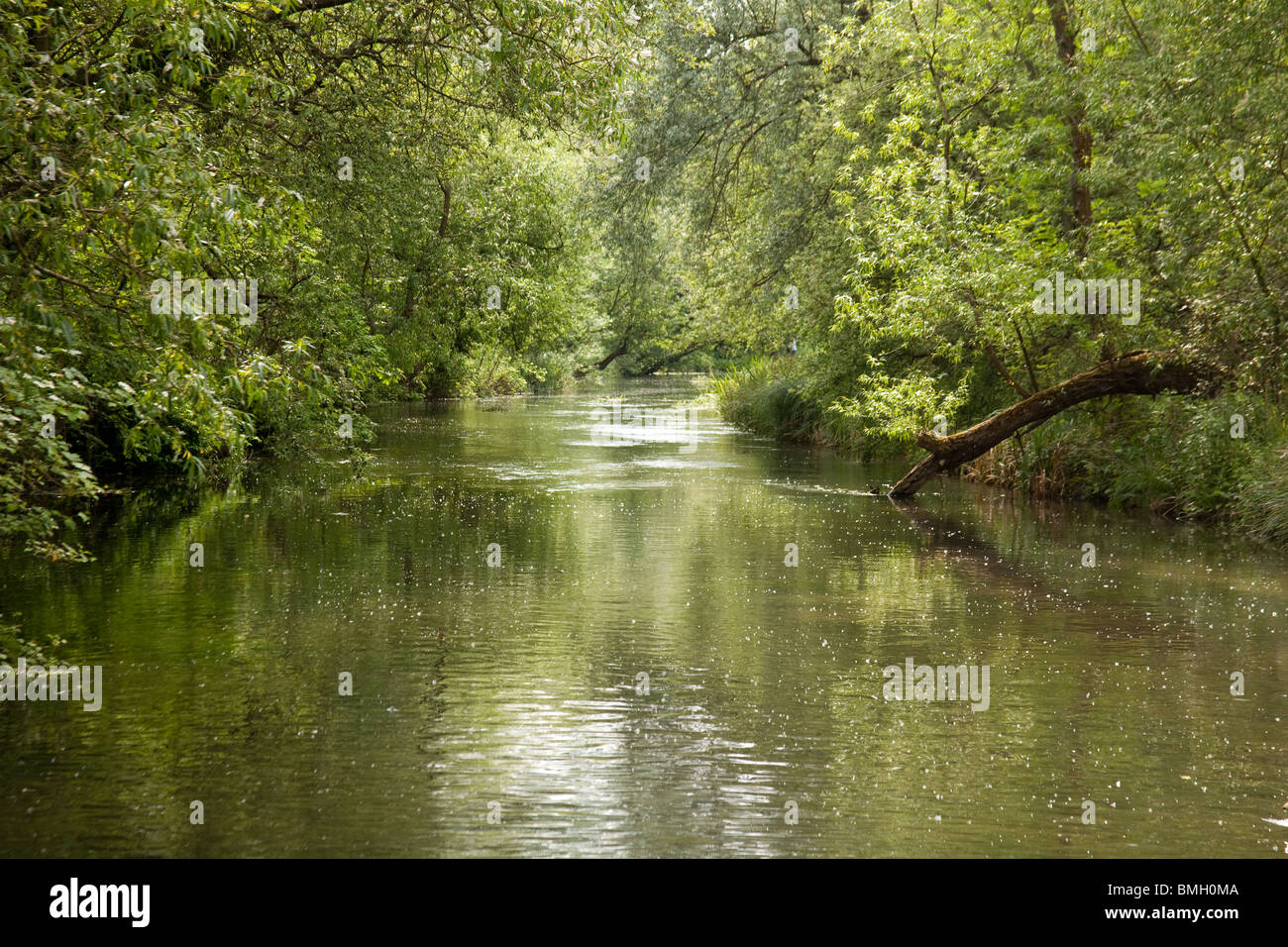 River Alre New Alresford,Hampshire, England, United Kingdom. Stock Photo