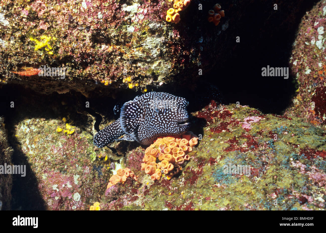 Guineafowl Puffer fish sits on some Tubastra coral, underwater off the Galapagos Islands. Underwater photography. Stock Photo