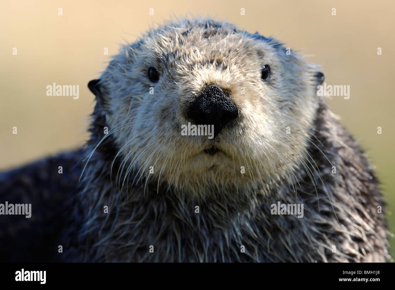 Stock photo of a California sea otter resting on land, Moss Landing, California, May 2010. Stock Photo