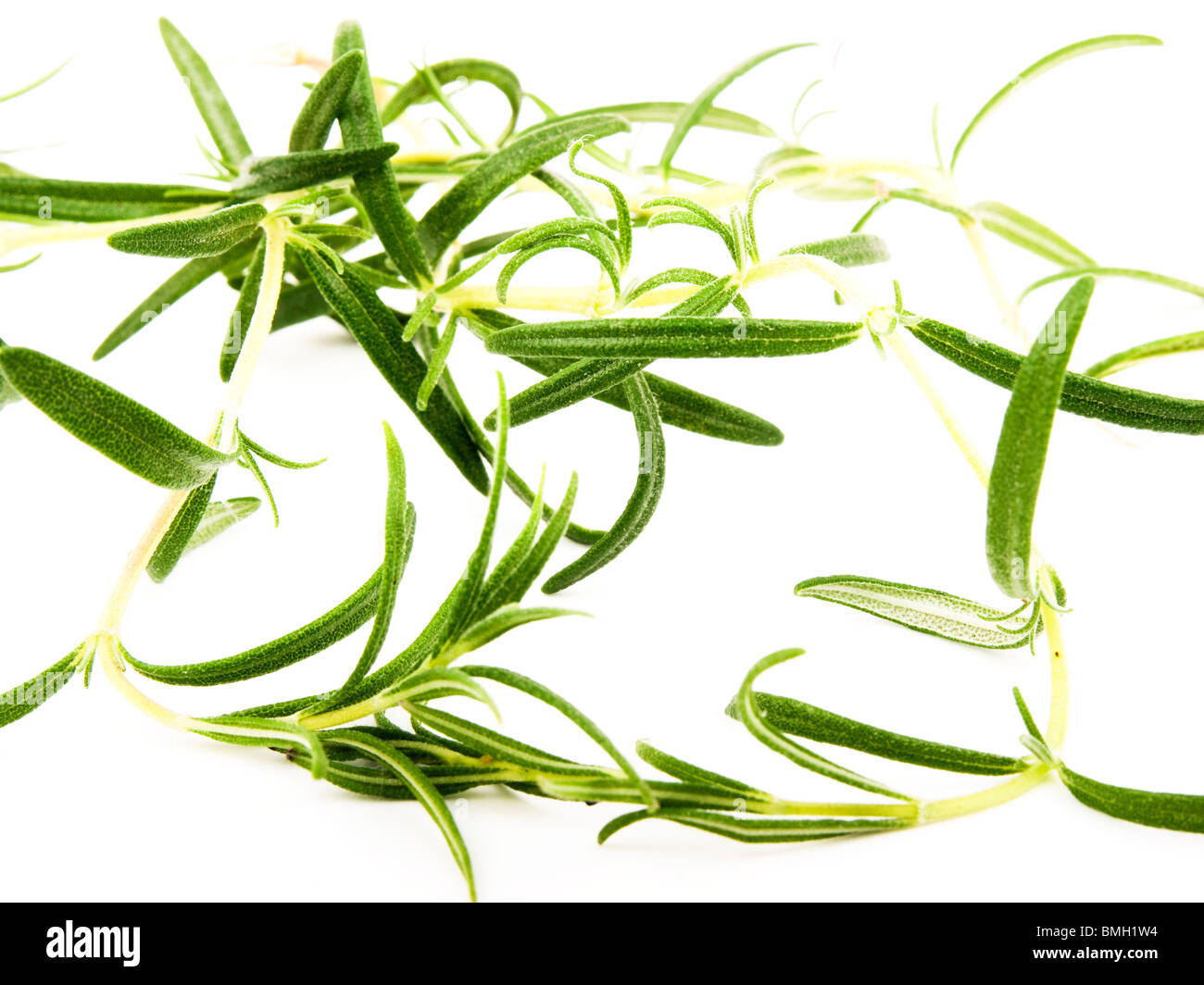Closeup picture of fresh rosemary on white background Stock Photo - Alamy
