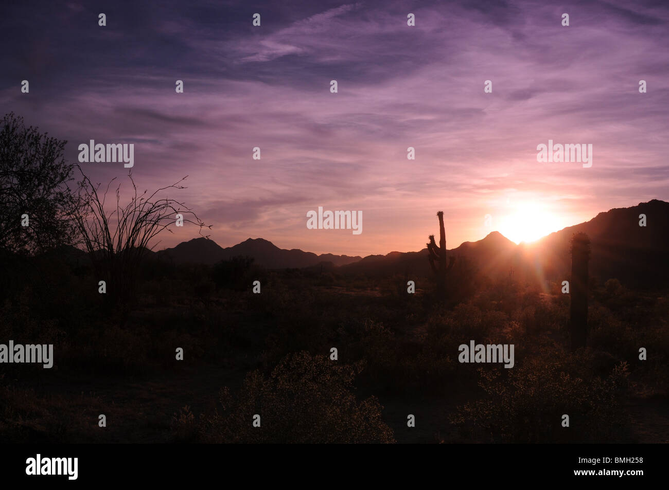 Arizona sunset with saguaro and ocotillo cacti Stock Photo - Alamy