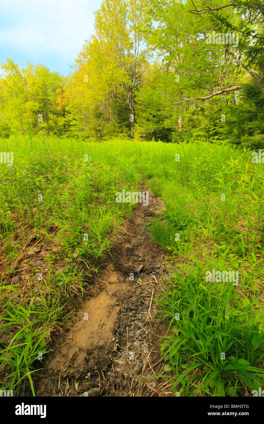 Bear paw trail hi-res stock photography and images - Alamy
