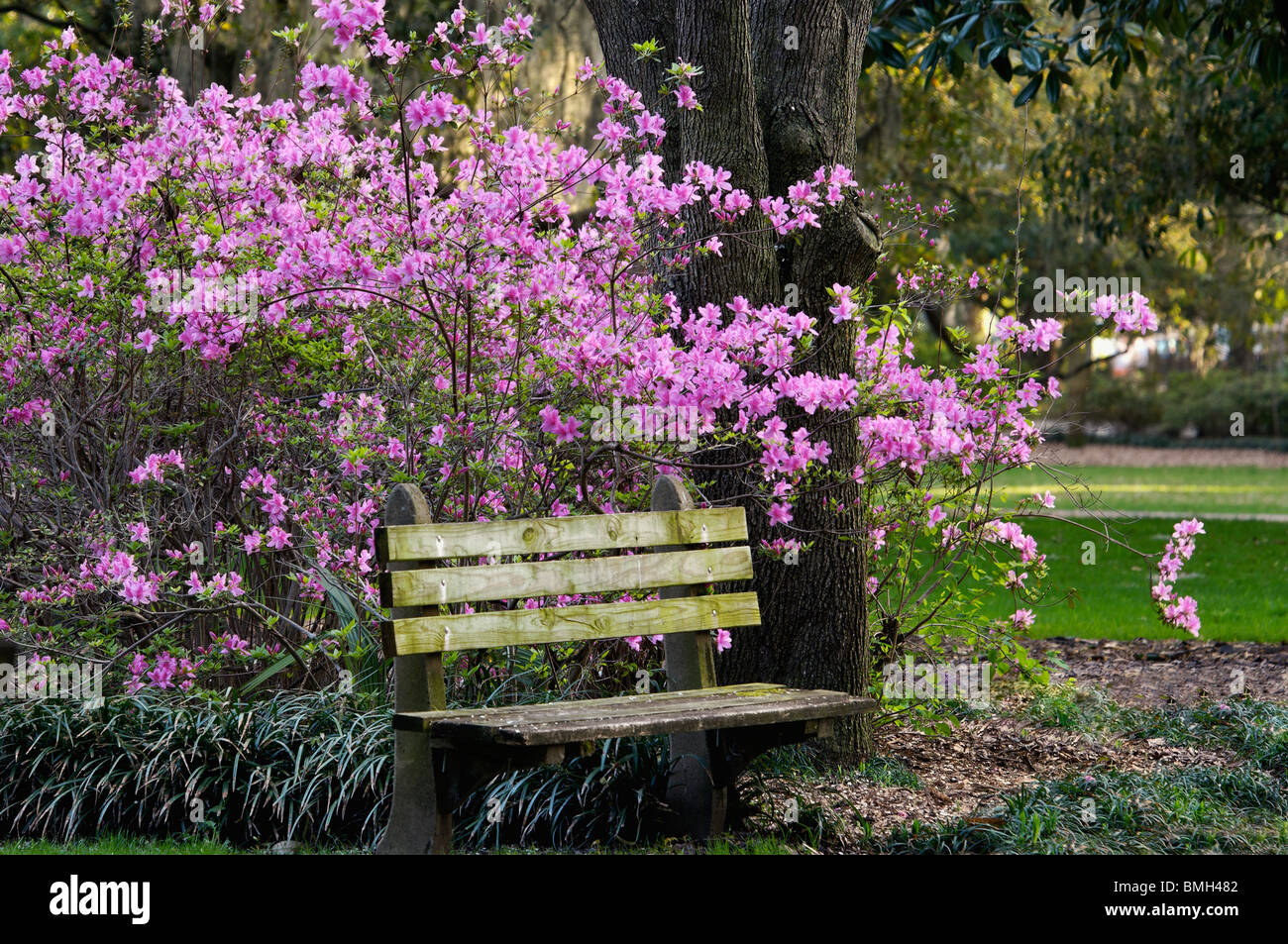 Bench and Blooming Azalea in Forsyth Park in Savannah, Georgia Stock Photo
