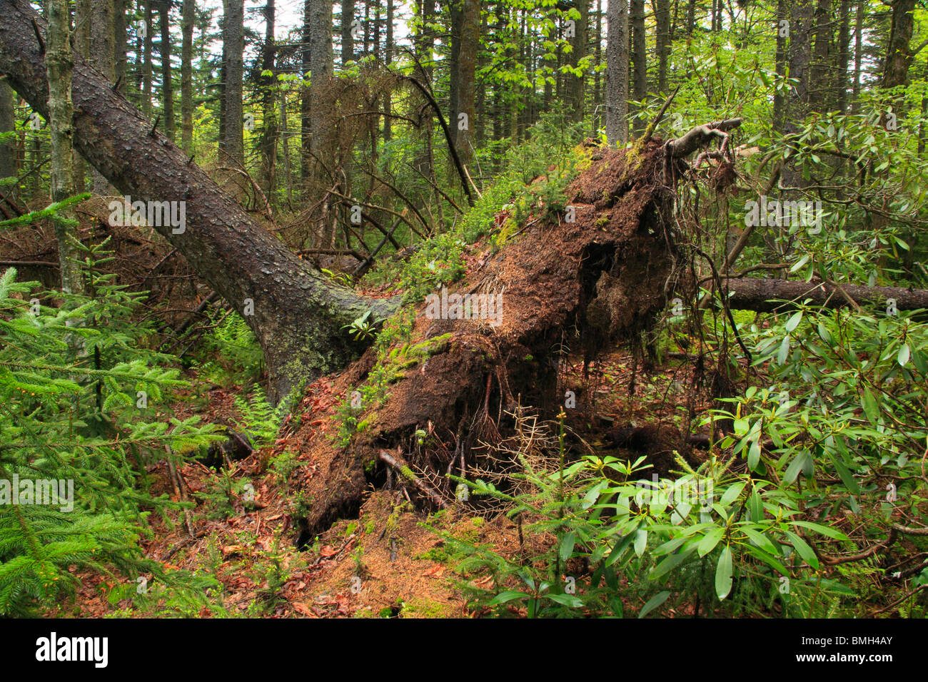 Plants on Fallen Tree, Rohrbaugh Trail, Dolly Sods Wilderness Area, Hopeville, West Virginia Stock Photo