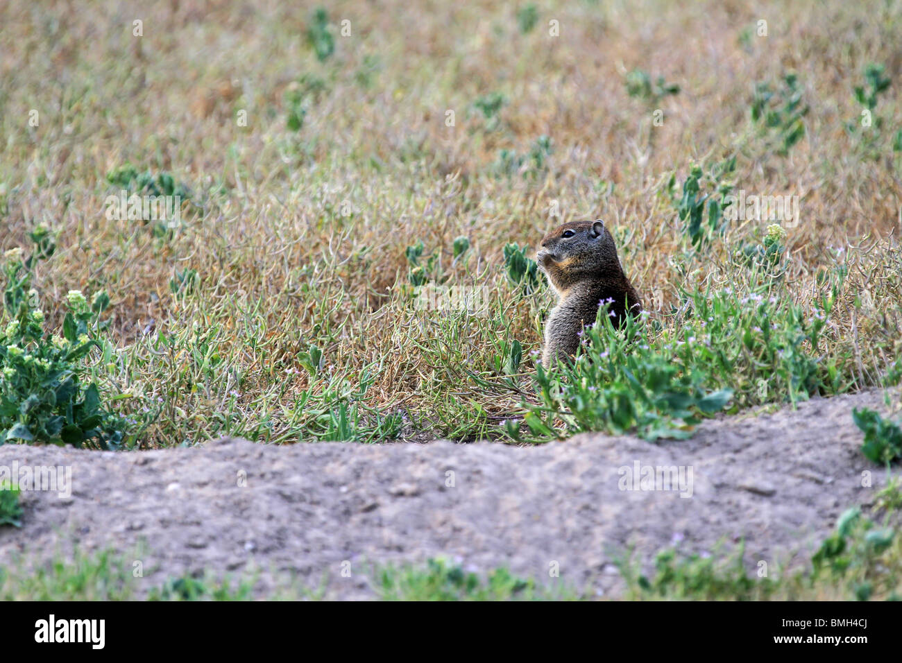 Ground squirrel or Utah potgut sitting outside of burrow den eating dry seeds. Dry grass. Stock Photo