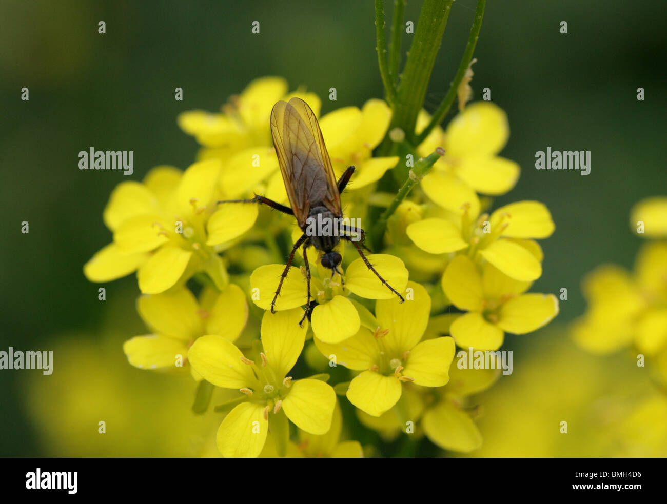 Dance Fly, Empis tessellata, Empididae, Diptera, on Ball Mustard Stock Photo