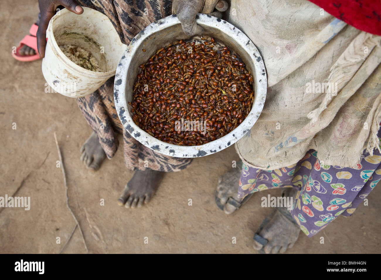 Termites gathered in a saucepan for a family's evening meal in Northern Uganda. Stock Photo
