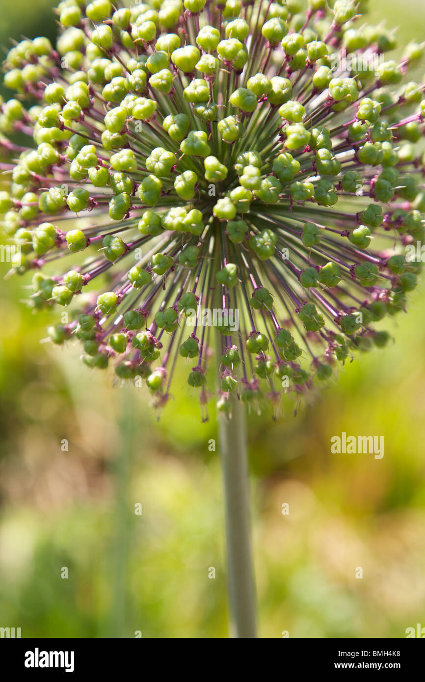 Closeup of Allium Nigrum globe flowers growing in a Surrey garden in