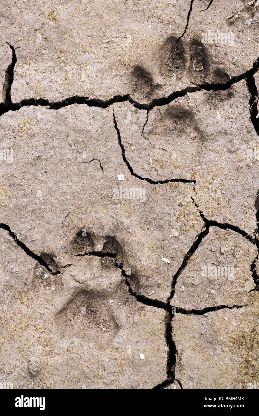 Bobcat Tracks - Los Novios Ranch - near Cotulla, Texas USA Stock Photo