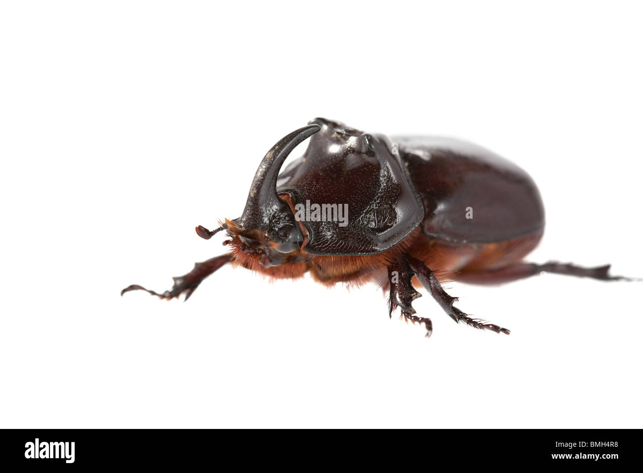 Rhinoceros beetle on a white background Stock Photo