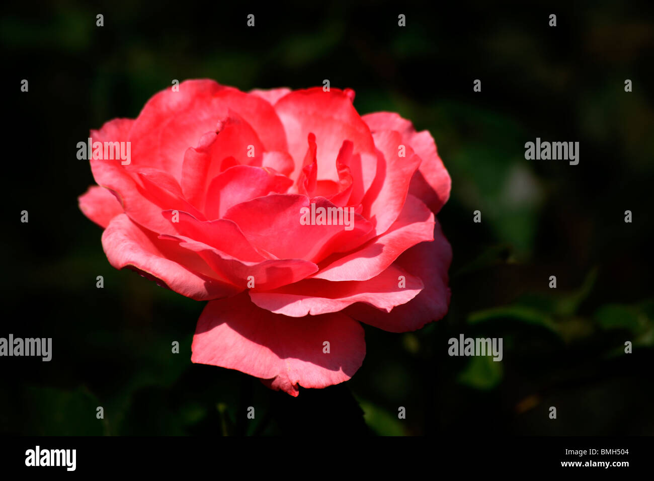 Red rose flower hi-res stock photography and images - Alamy