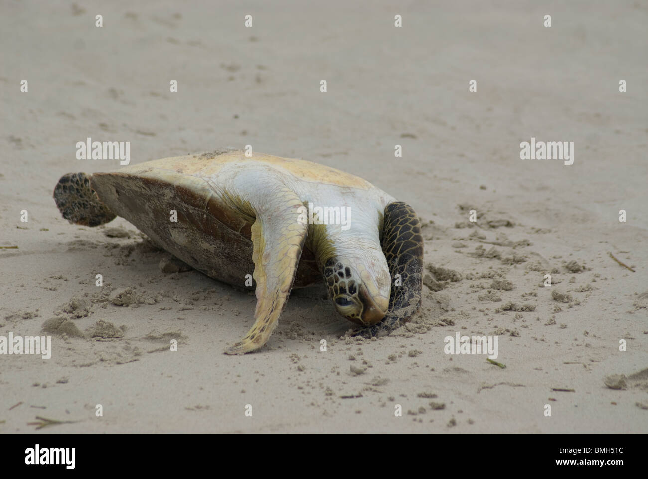 Dead juvenile Green Turtle, Chelonia mydas, brought ashore by fishermen, profile, Kai Kecil, Maluku Islands, Indonesia Stock Photo
