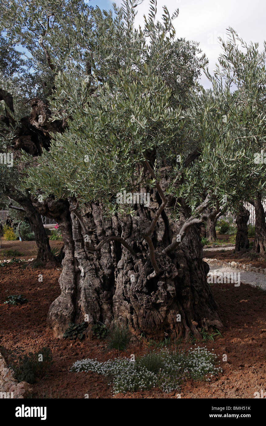 Israel,Jerusalem,Gethsemani Olive Trees Stock Photo