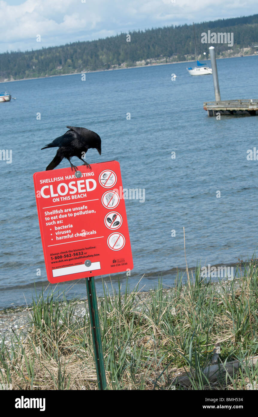 Raven sits atop beach seafood warning sign Stock Photo