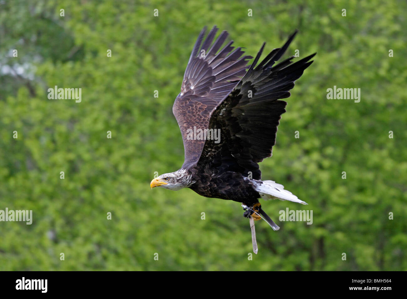white-tailed eagle at flight Stock Photo