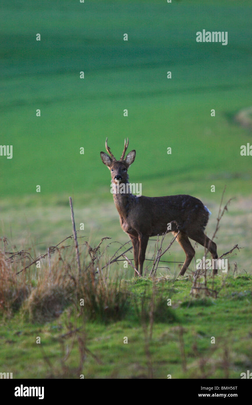 Roe Deer Buck. (Capreolus capreolus) Stock Photo