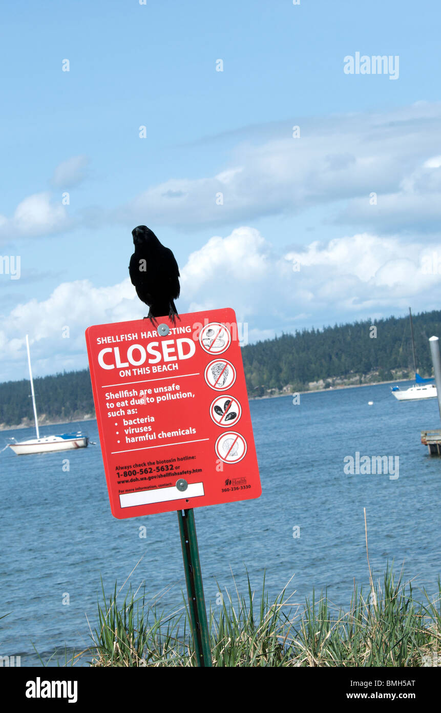 Black bird sits atop warning sign at beach Stock Photo