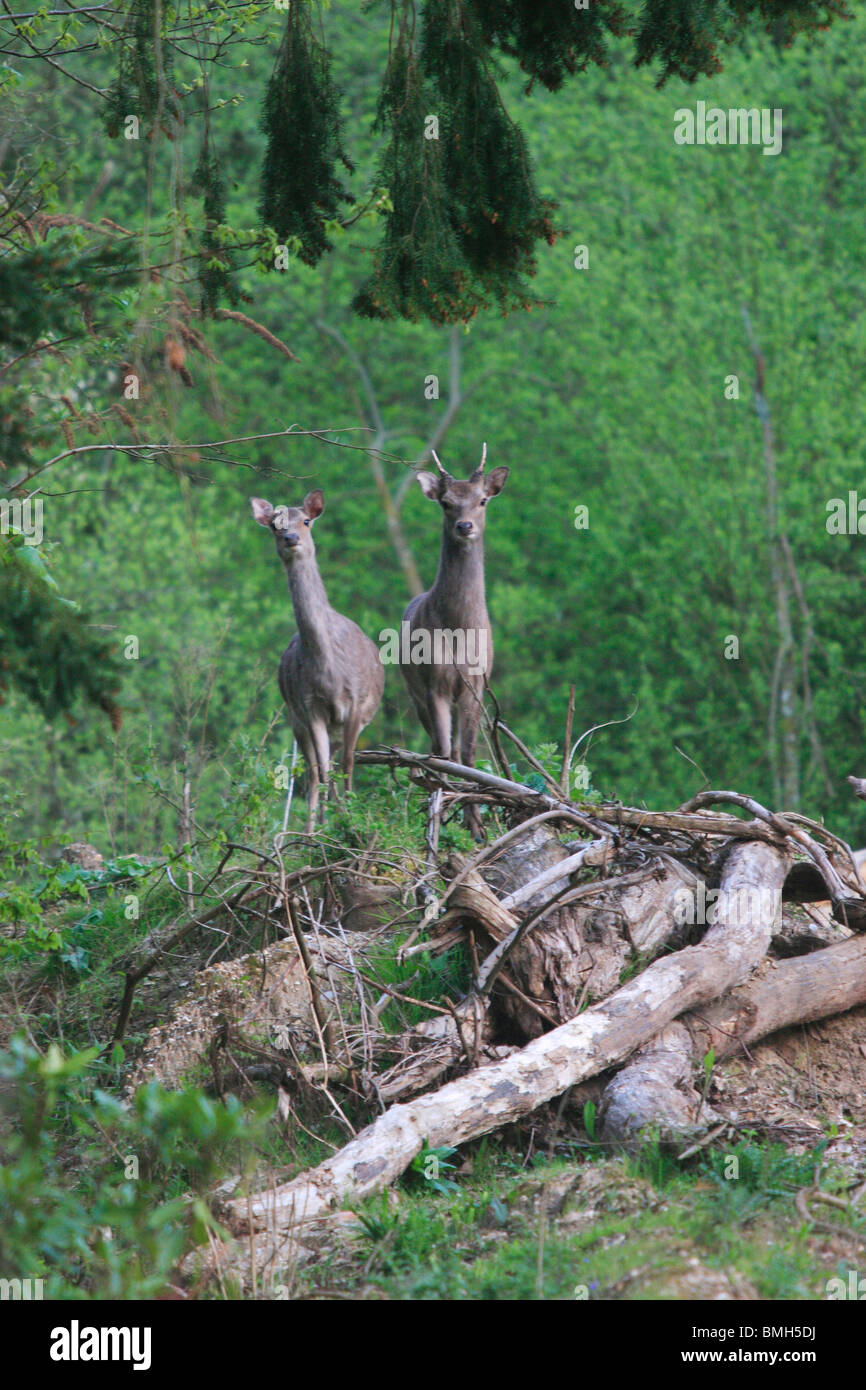 Sika Deer Pricket & Hind (Cervus nippon). Stock Photo