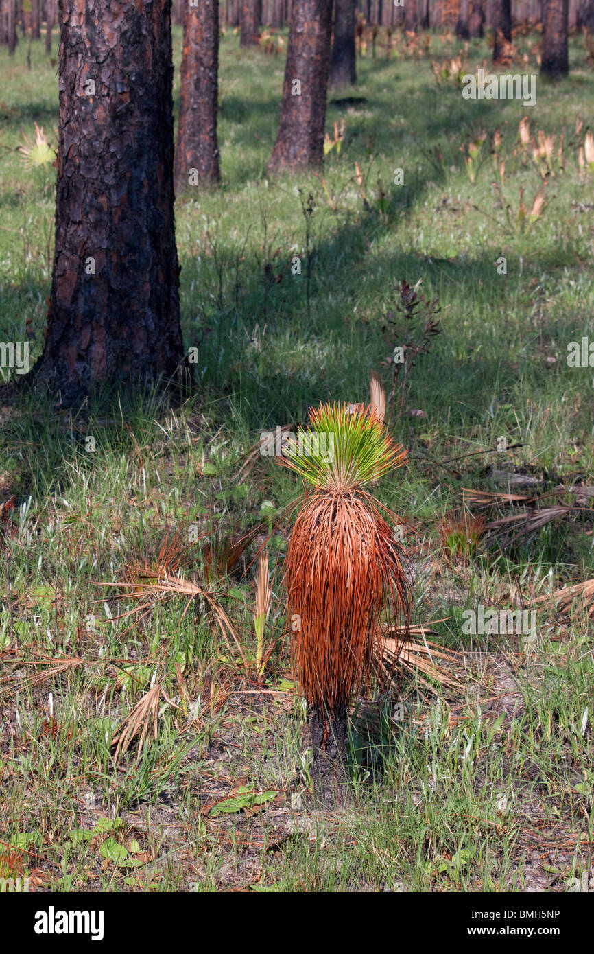 Longleaf Pine Seedling recovering after forest fire Pinus palustris Florida USA Stock Photo