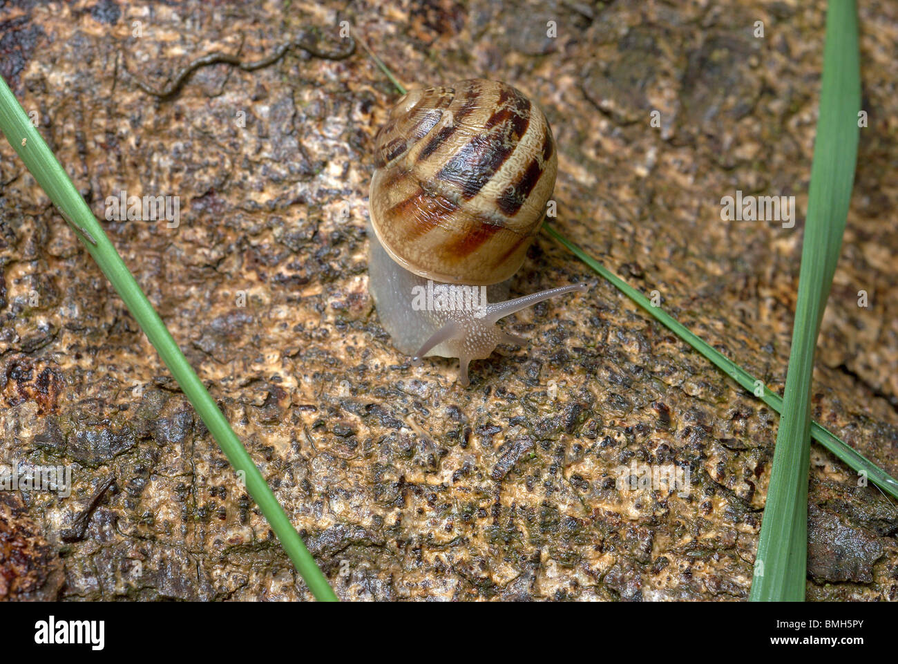 Snail on fallen tree Stock Photo