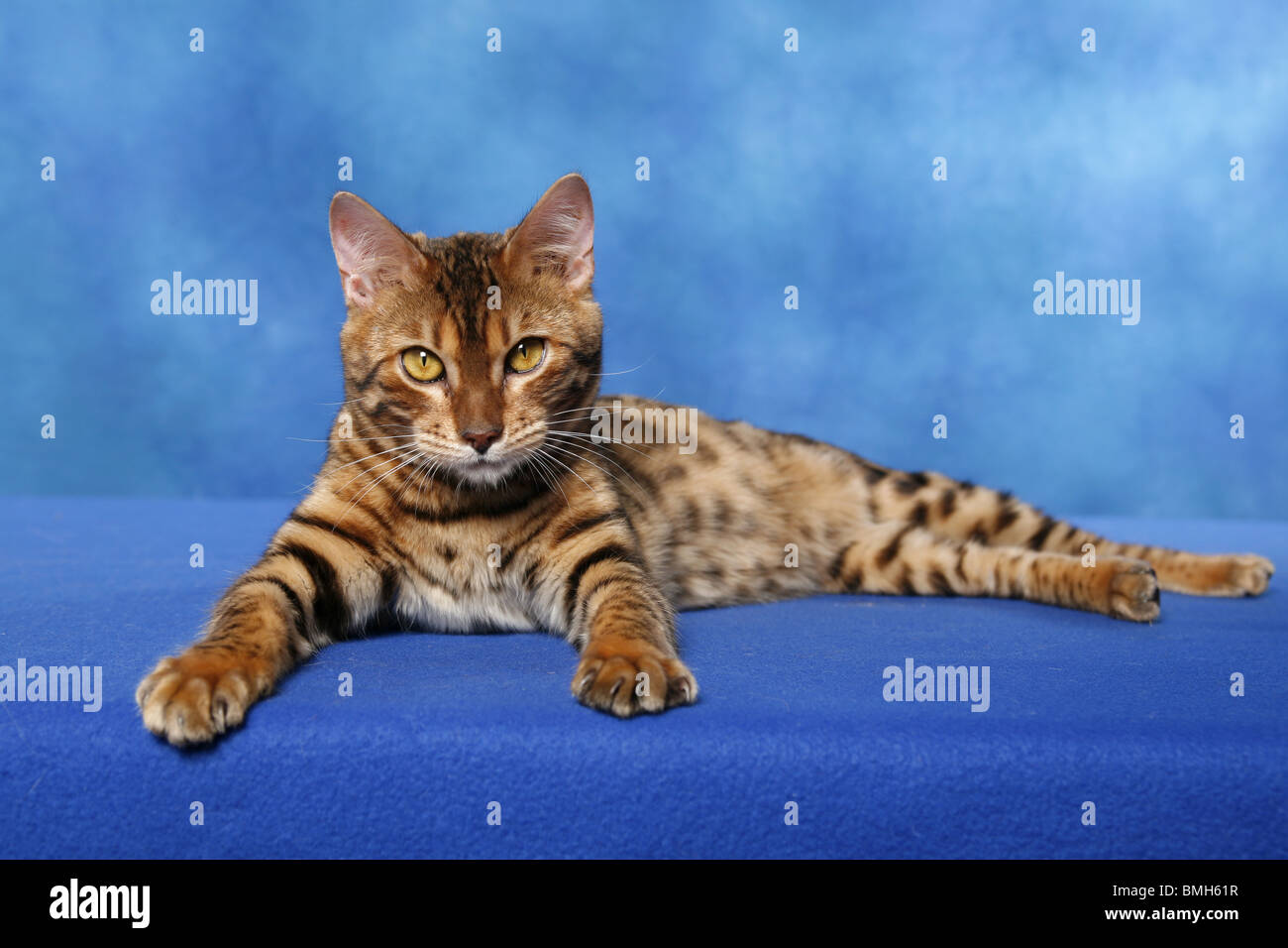 Bengal Katze Stock Photo
