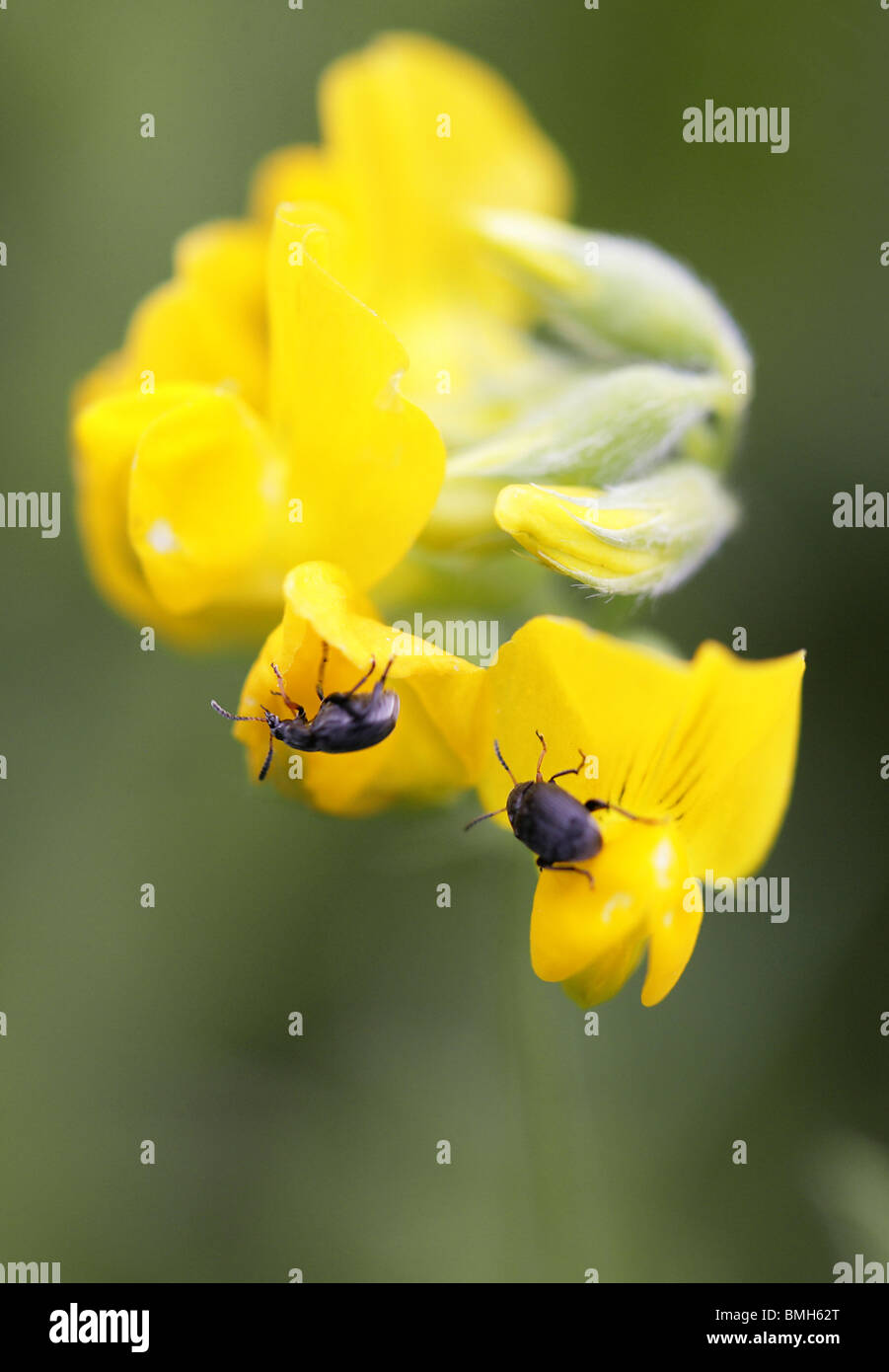 Two Tiny Pollen Beetles, Meligethes erichsoni, Nitidulidae, on a Meadow Vetchling, Lathyrus pratensis, Fabaceae. Stock Photo