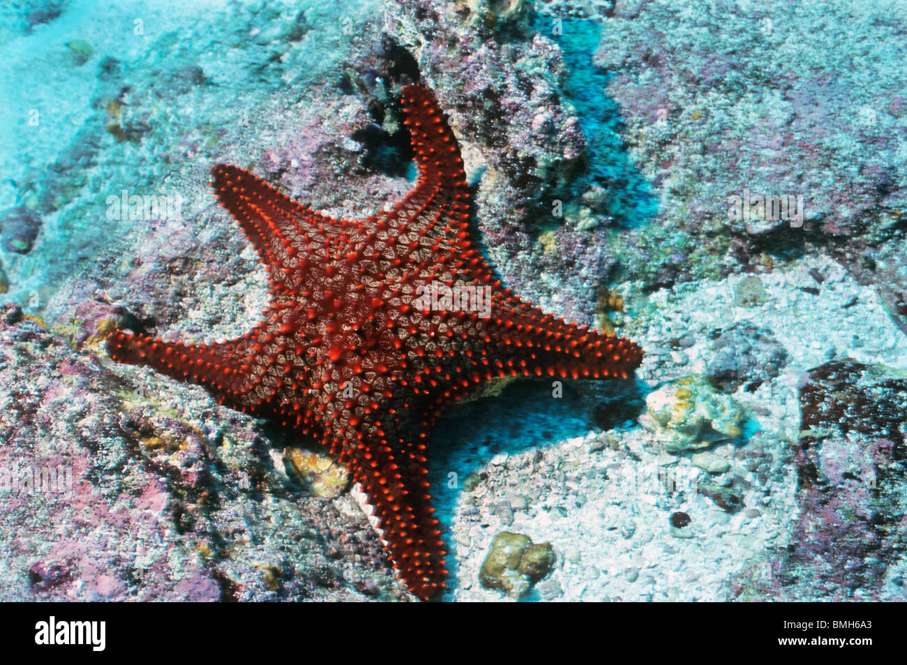 Cushion Star. Sea Star. Star Fish. Panamic Cushion Star underwater in the Galapagos Islands. Scuba diving and underwater life. Stock Photo