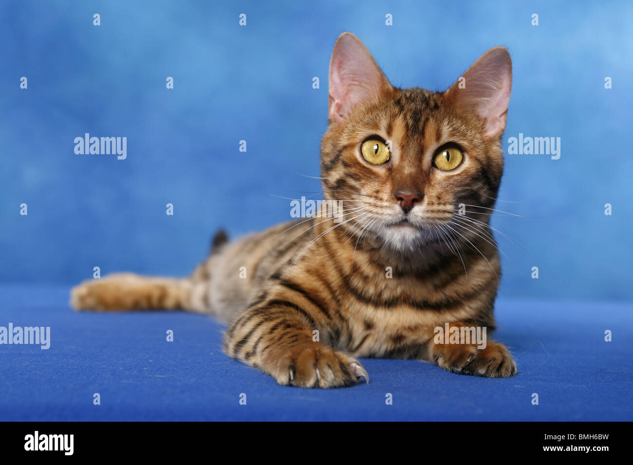 Bengal Katze Stock Photo