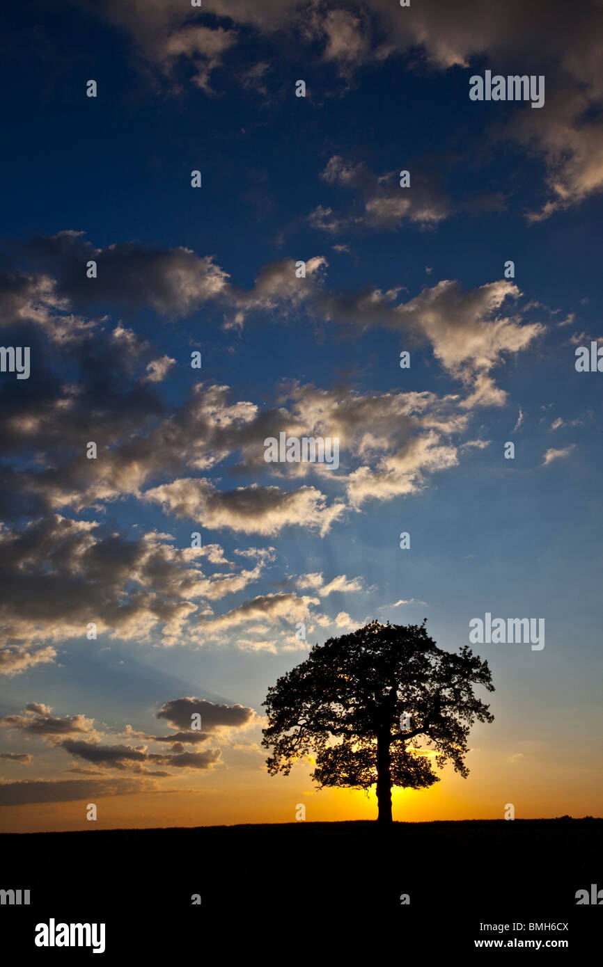 Lone Oak tree at sunset, Worcestershire, England, UK Stock Photo - Alamy