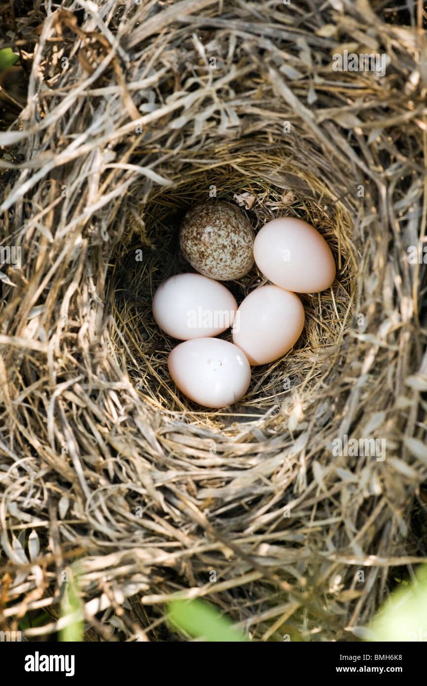 Cowbird Nest High Resolution Stock Photography and Images - Alamy