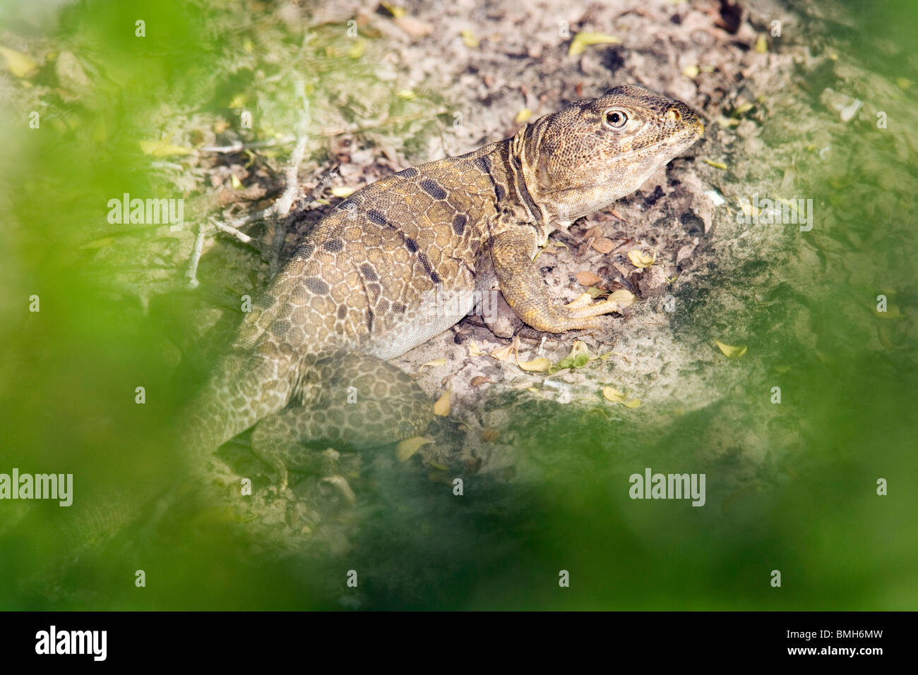 Reticulate Collared Lizard Los Novios Ranch near Cotulla, Texas USA Stock Photo Alamy