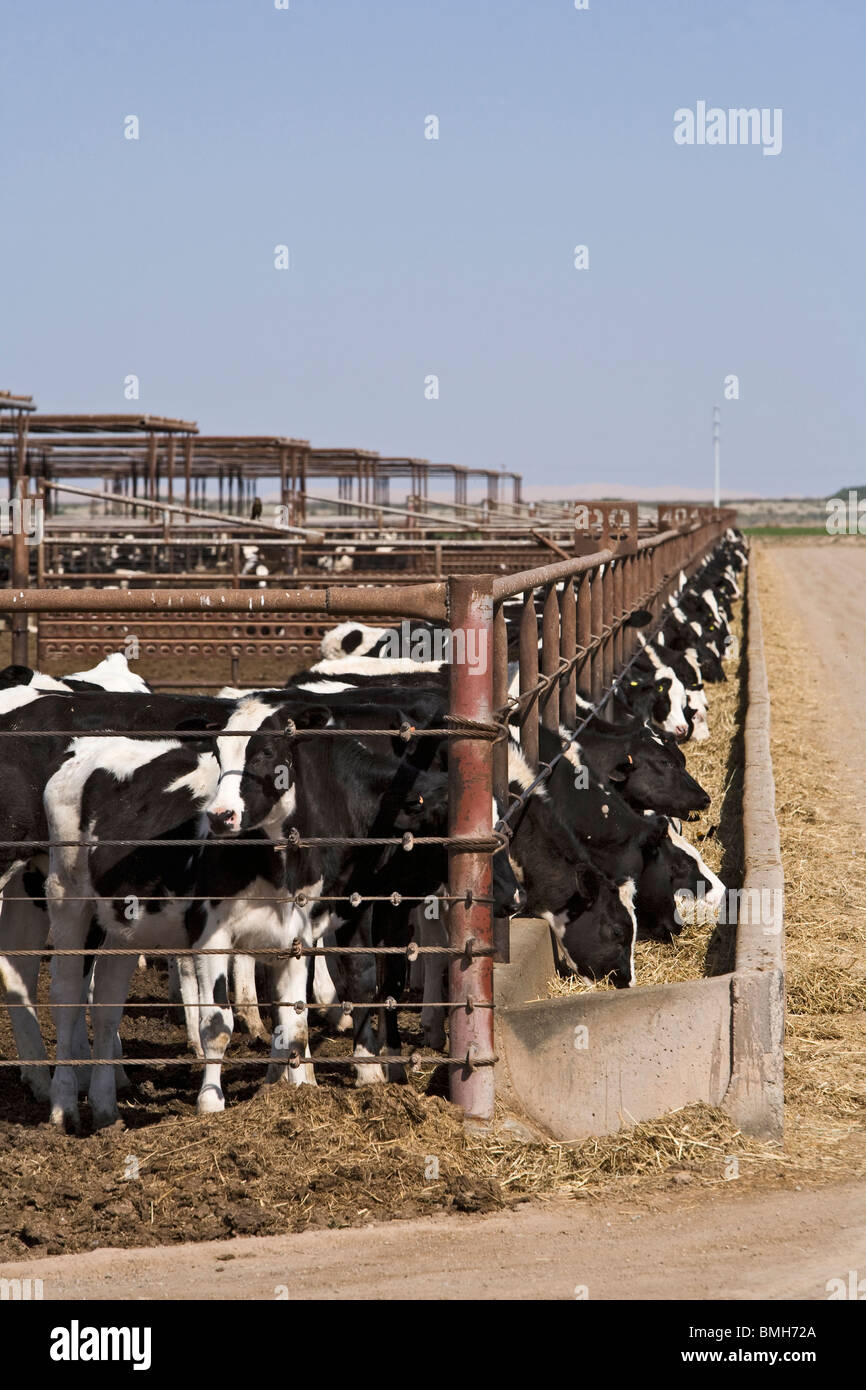 Feedlot cattle raising is still big business in the Imperial Valley of California Stock Photo