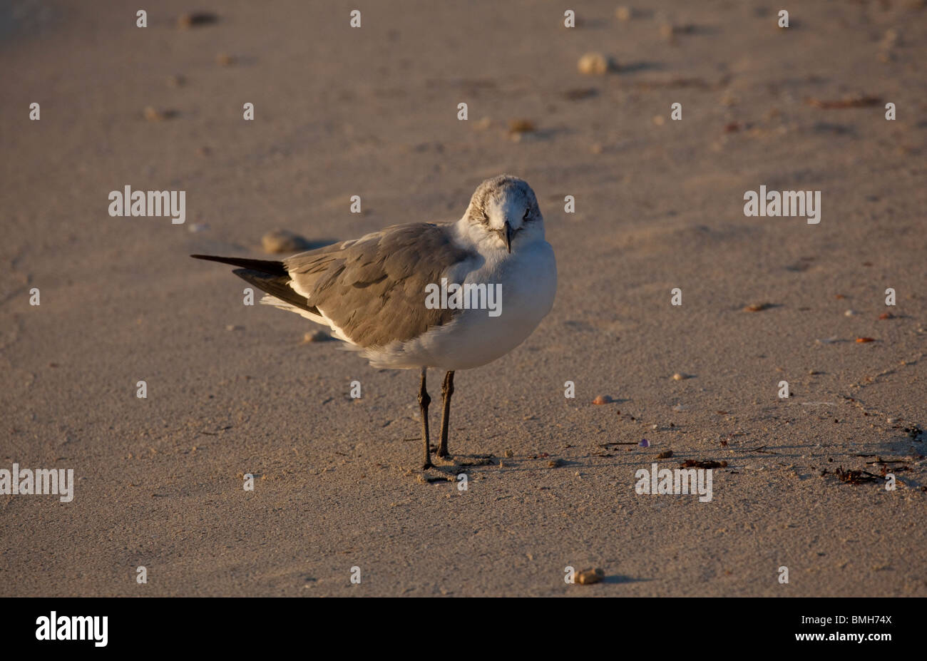 Laughing gull - Leucophaeus atricilla or Larus atricilla Stock Photo