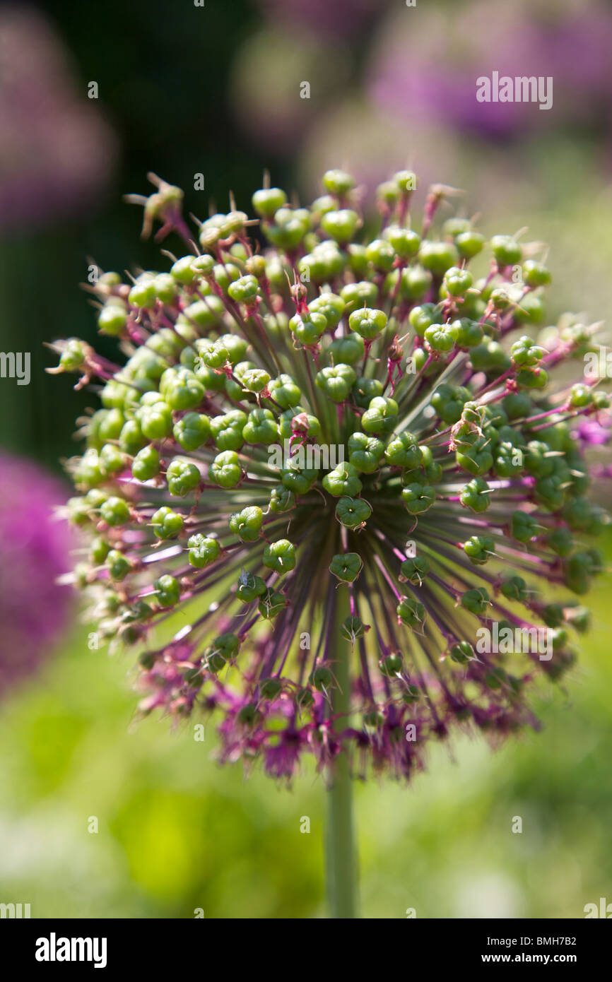 Closeup of Allium Nigrum globe flowers growing in a Surrey garden in