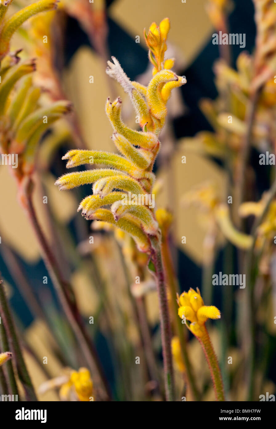 Anigozanthos (Kangaroo's Paw) Stock Photo