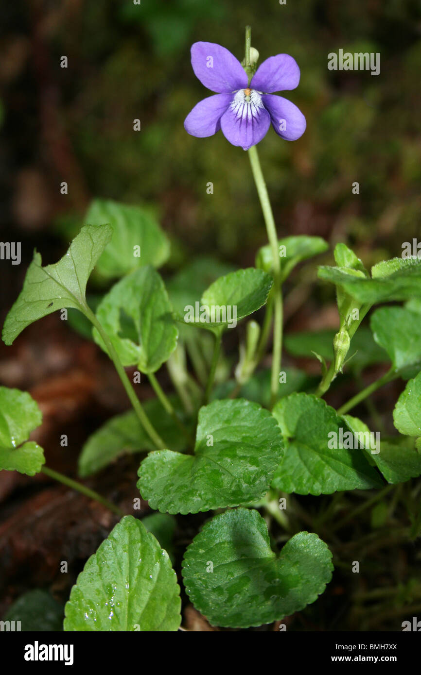 Common Dog-violet Viola riviniana Taken in The Wyre Forest, Worcestershire, UK Stock Photo