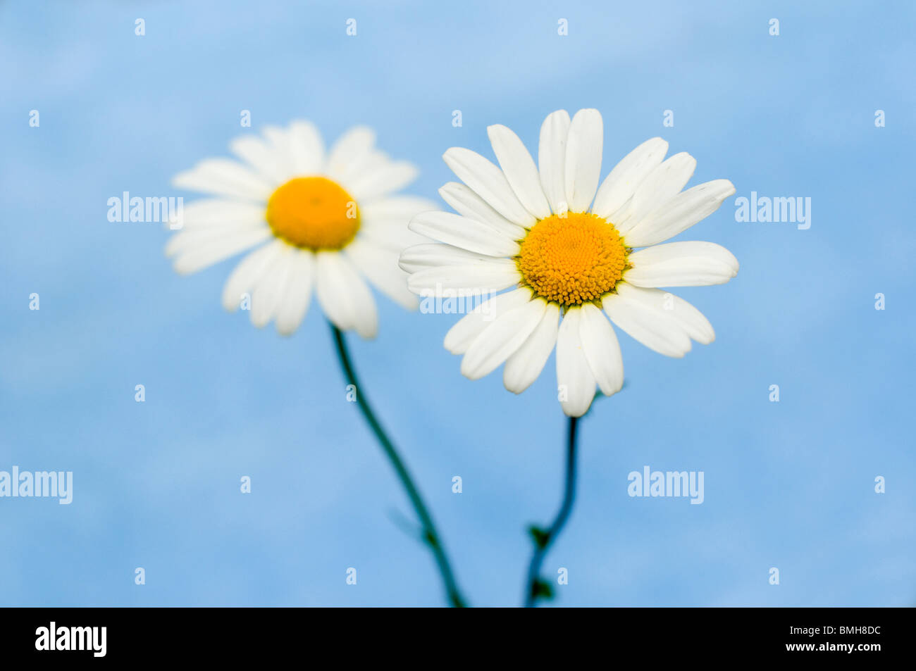 Two ox -eye daisies set against a blue background in a contemporary fine art style. Stock Photo