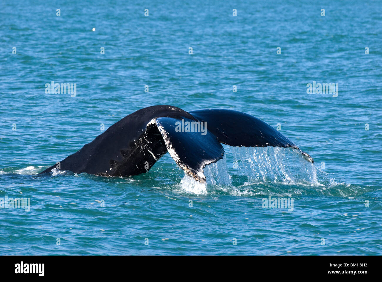 Humpback Whale diving showing flukes Stock Photo