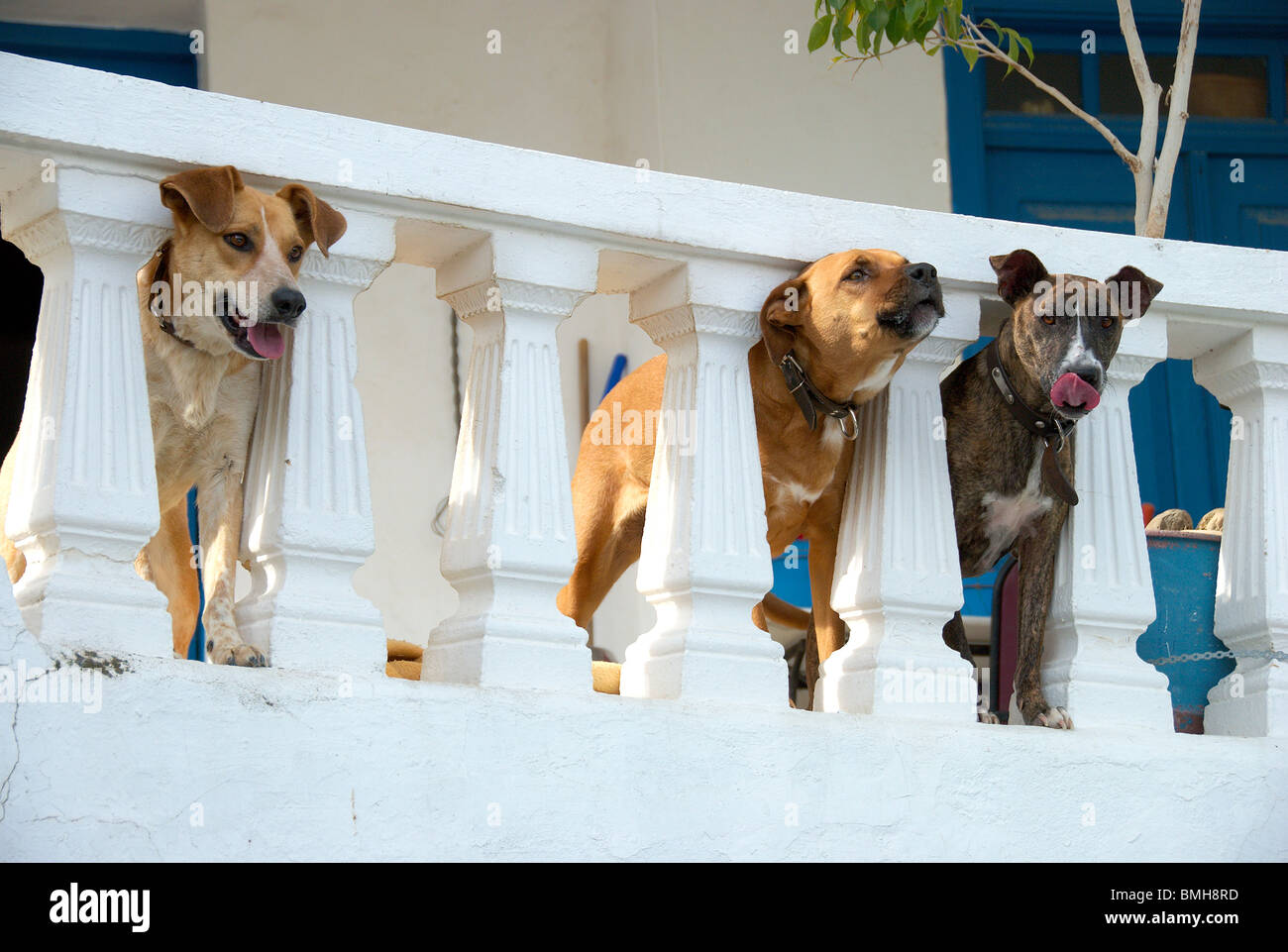 Three dogs peering through balustrades Stock Photo