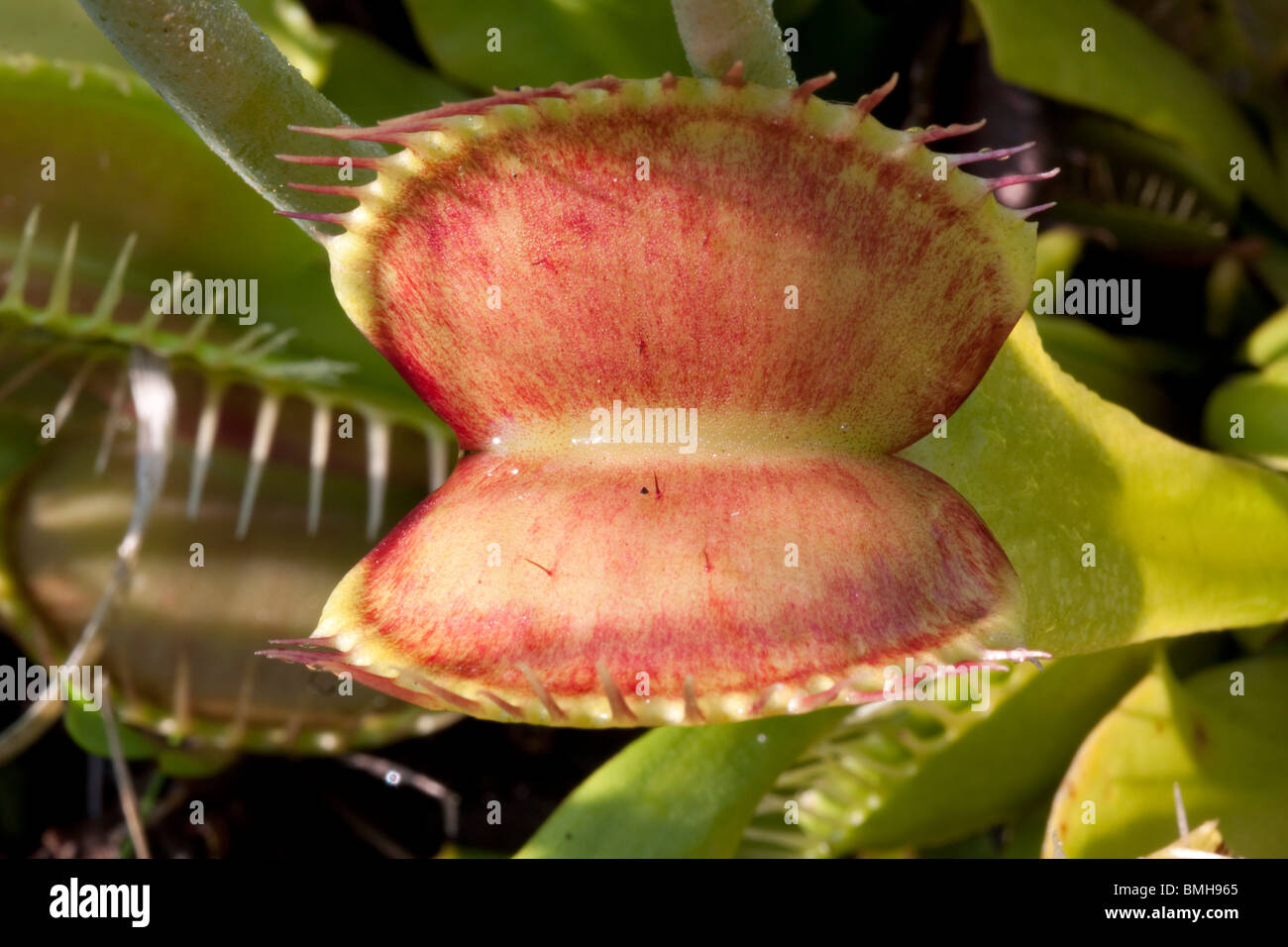 Venus Flytrap Dionaea muscipula open trap Southeastern USA Photographed in native habitat Stock Photo