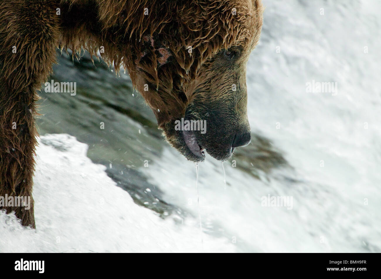 Brown bear, Brooks Falls, Katmai National Park, Alaska Stock Photo