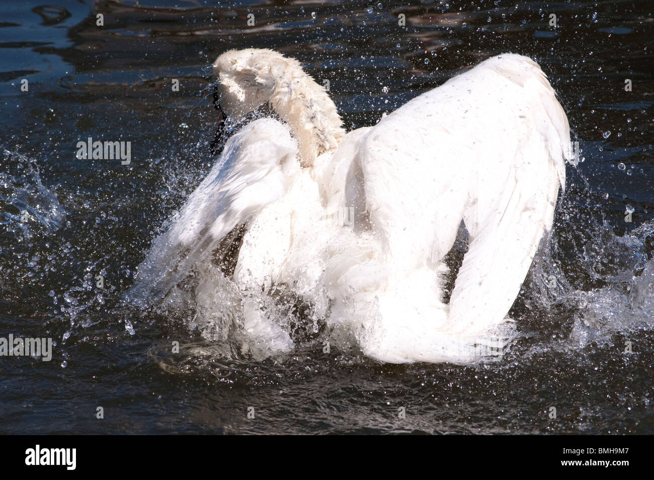 A Mute Swan ( Cygnus Olor ) washing itself. Stock Photo