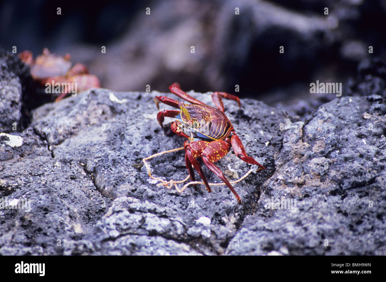 Sally Lightfoot crab. Ocean crab. Crustacea. Phylum Arthropoda. Sits on