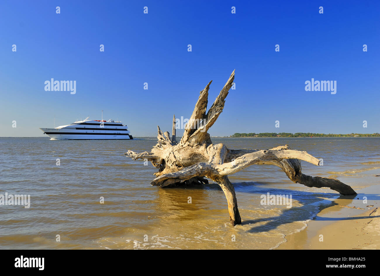 Jekyll Island is off the coast of the U.S. state of A tree