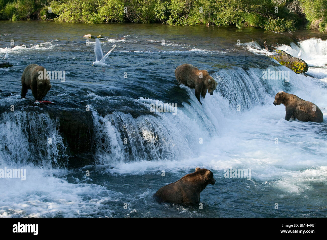 Brown bears, Brooks Falls, Katmai National Park, Alaska Stock Photo
