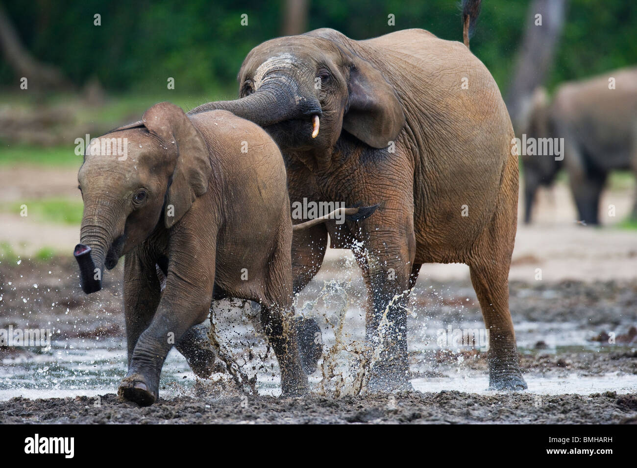 African Forest elephants playing at salt edge, Dzanga Sanga National Park, Central African Republic. Stock Photo