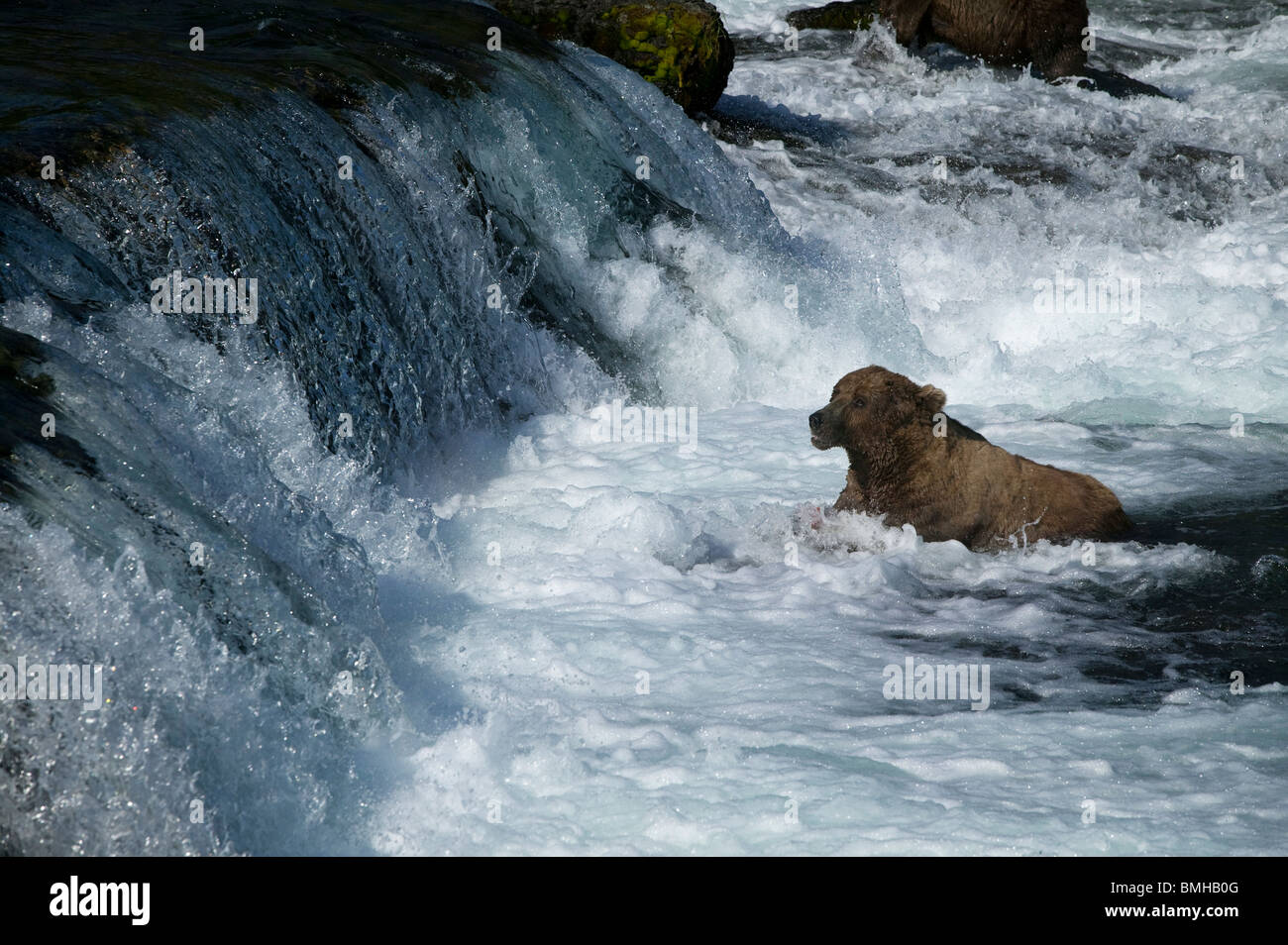 Brown bear, Brooks Falls, Katmai National Park, Alaska Stock Photo
