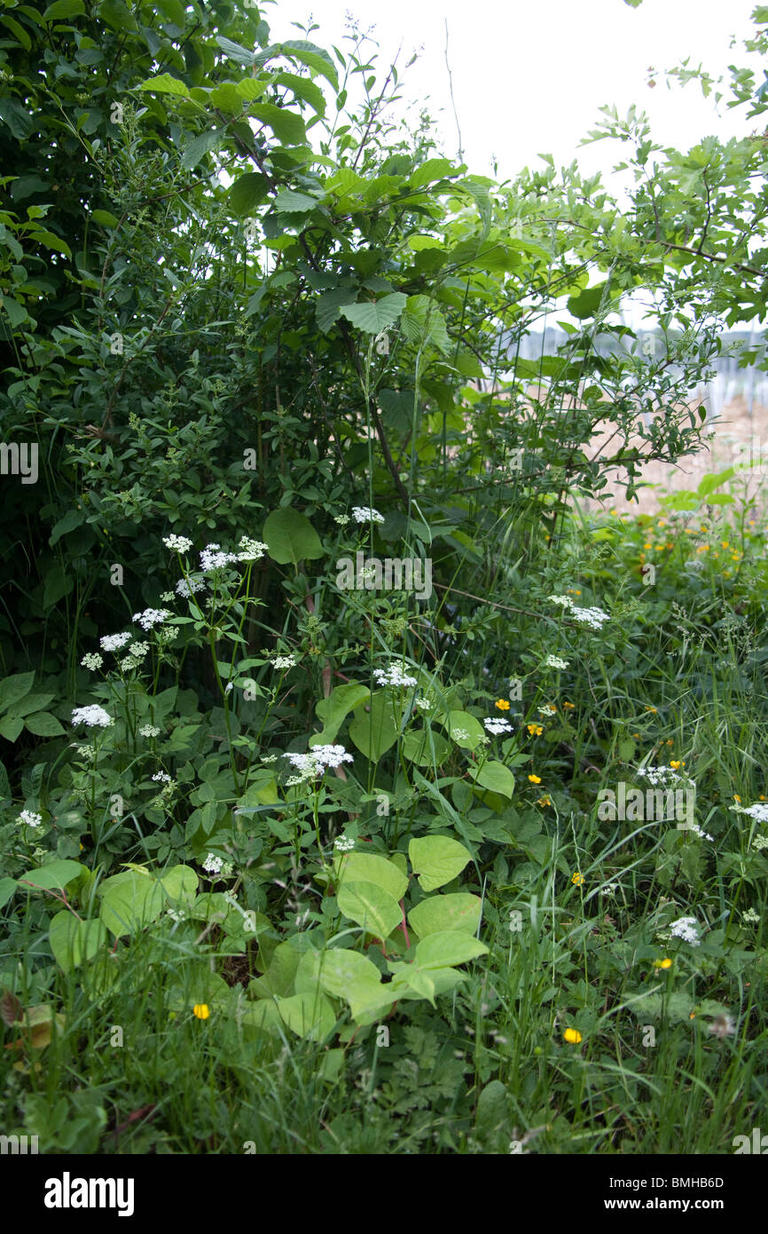 Japanese knotweed growing in a hedgerow after being fly tipping, Hattingley, Hampshire, England. Stock Photo