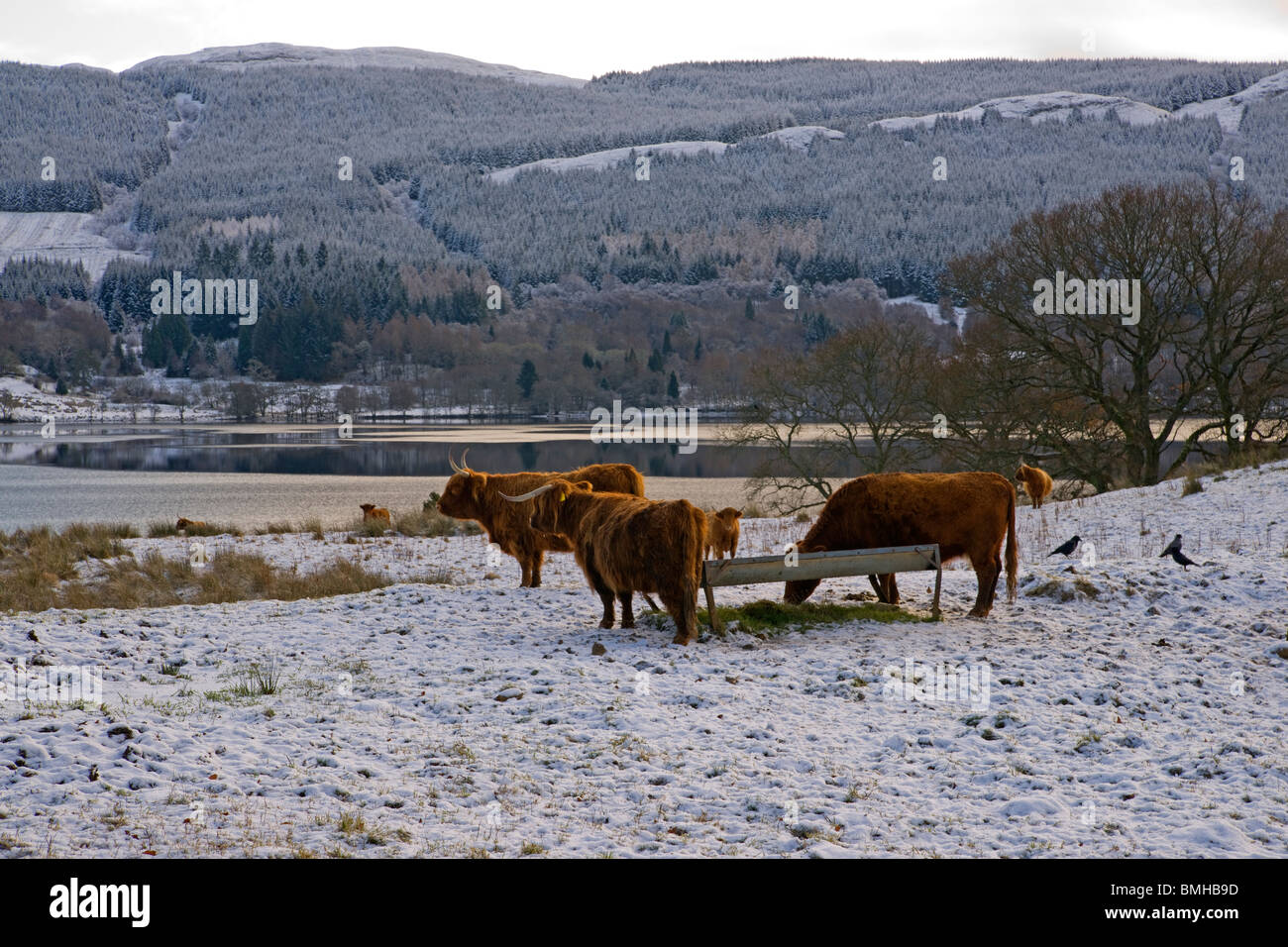 Highland Cattle in snow, Loch Venachar, Trossachs, Stirlingshire, Scotland, Stock Photo