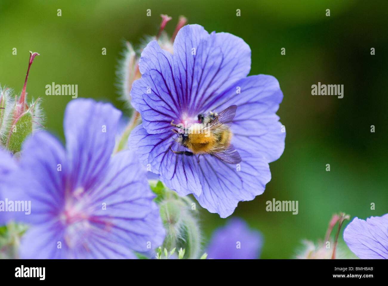 Common carder bee Stock Photo